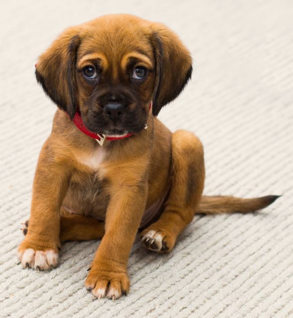 Puppy klein